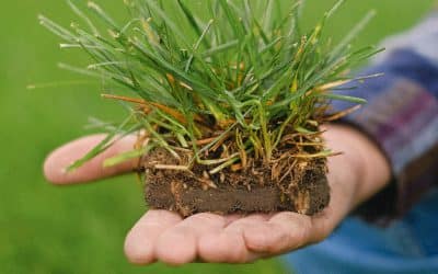 pexels-anna-shvets-5231239